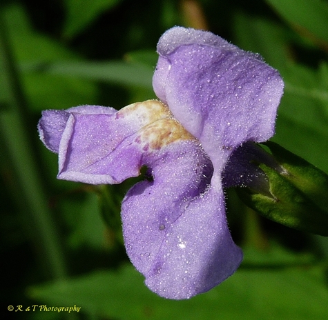 {Mimulus ringens}